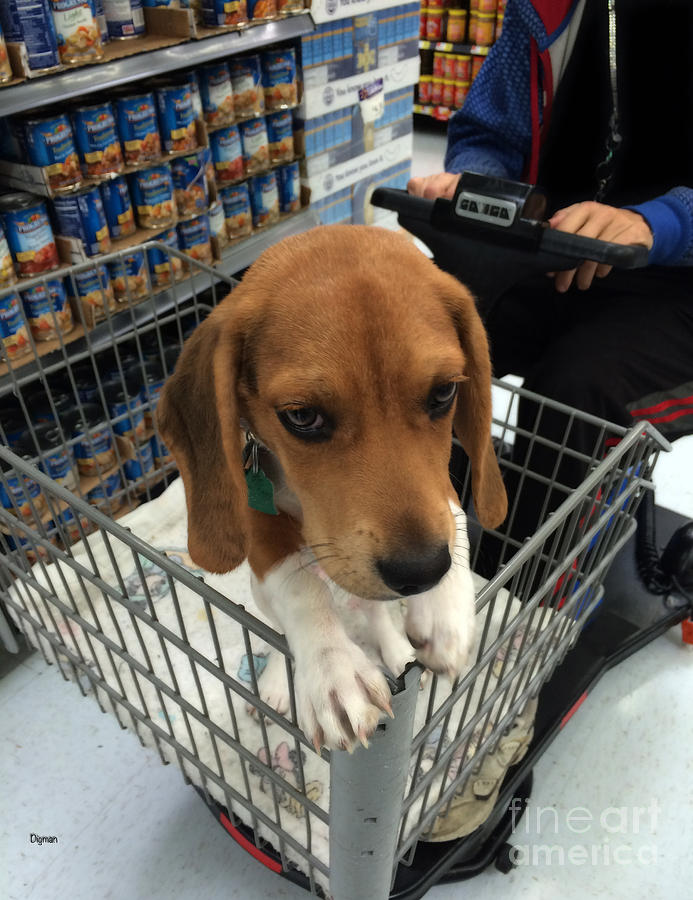 Beagle Photograph - Shopping with Puppy  by Steven Digman