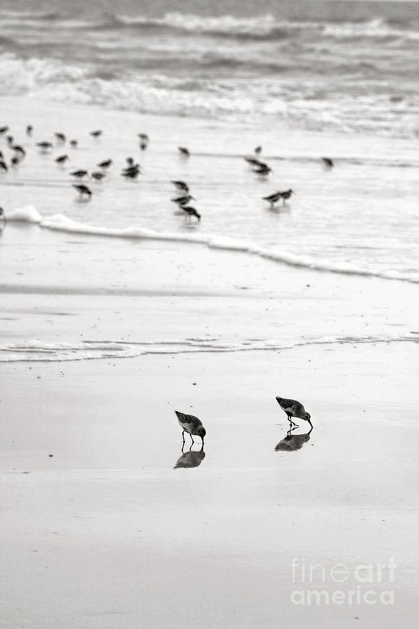 Plundering Plover Series in Black and White 7 #1 Photograph by Angela Rath