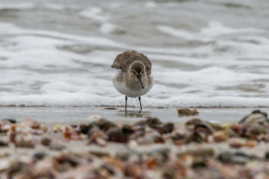 Shore bird Photograph by Barbara Blanchard - Fine Art America