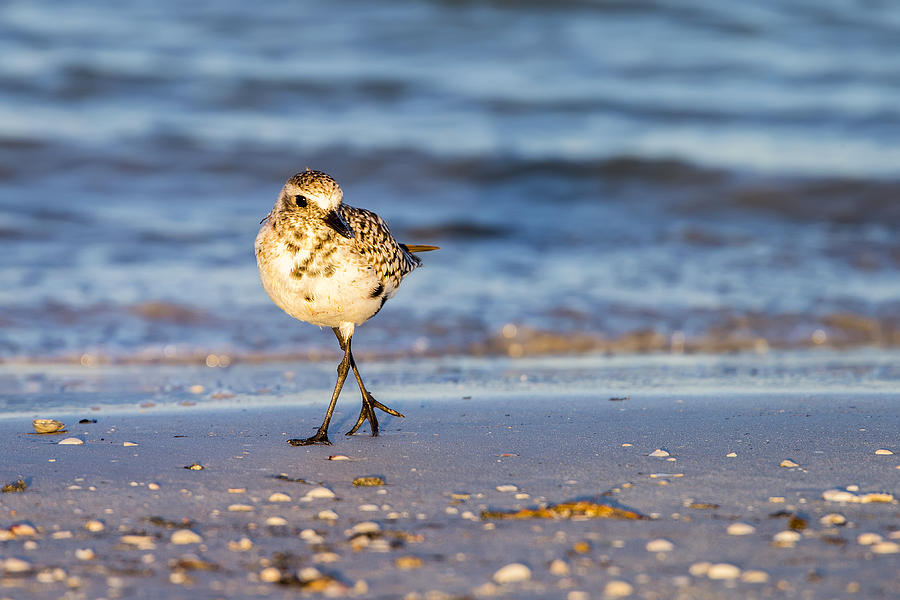 Shell Photograph - Shore Bird Walking by Todd Ryburn