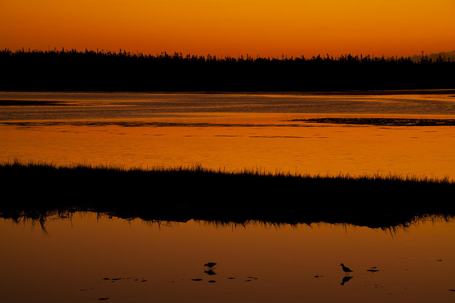 Shore Birds At Dawn Photograph by Irwin Barrett