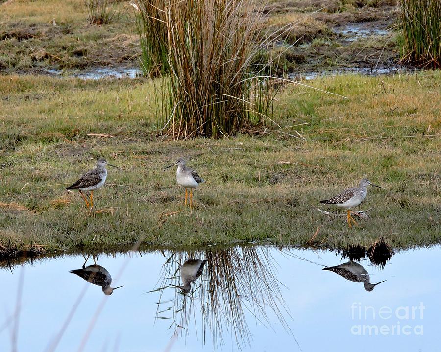 Shore Birds Photograph by Caroline Morse | Fine Art America