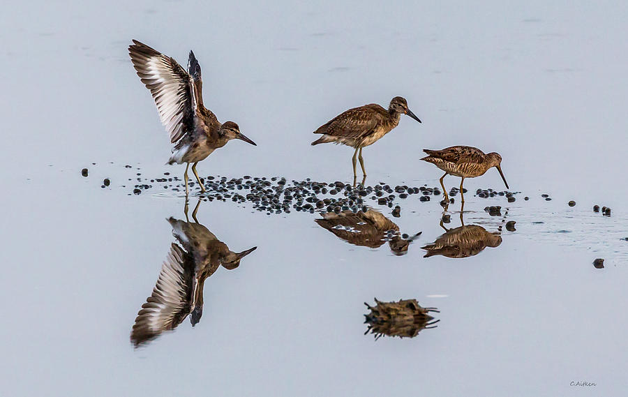 Shore Birds Photograph by Charles Aitken