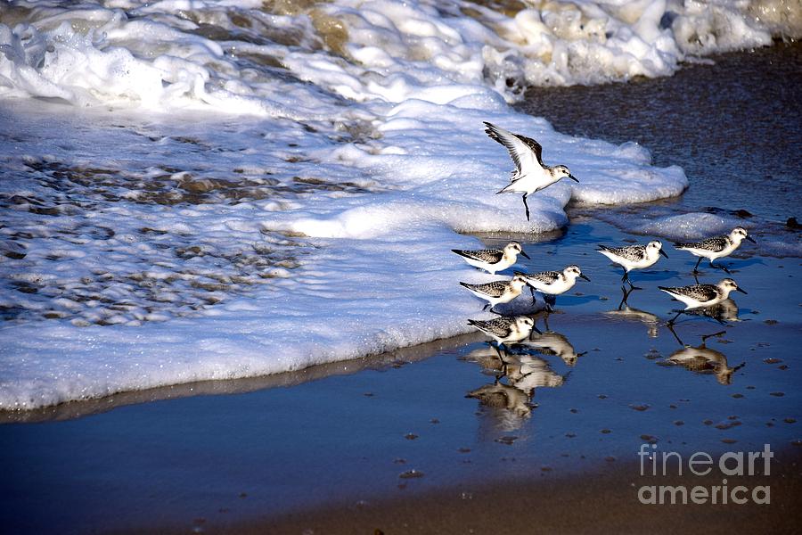 Shore Birds Foam  Photograph by Johanne Peale