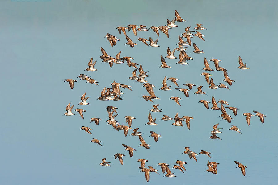 Shore Birds in Flight Photograph by Ram Vasudev