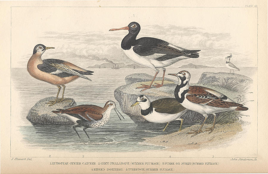 John James Audubon Drawing - Shore Birds by Dreyer Wildlife Print Collections 