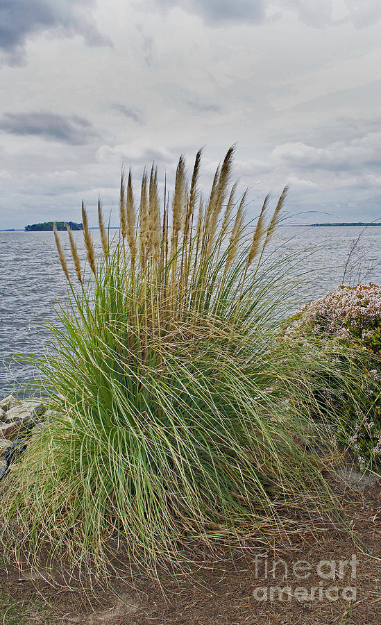 Shore Grass And Serenity Photograph by Skip Willits
