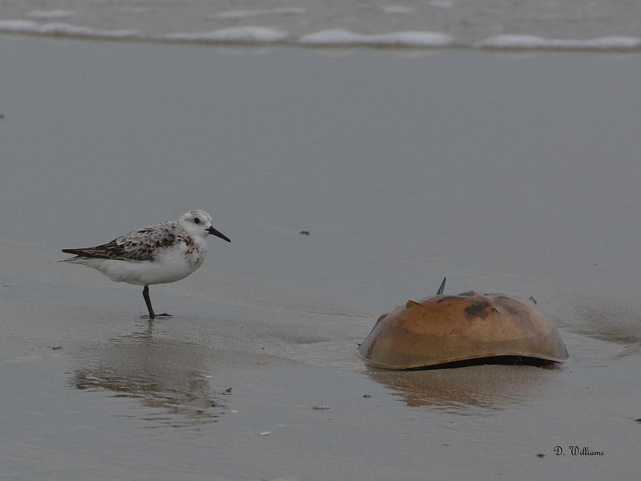 Shorebird and a Crab Photograph by Dan Williams