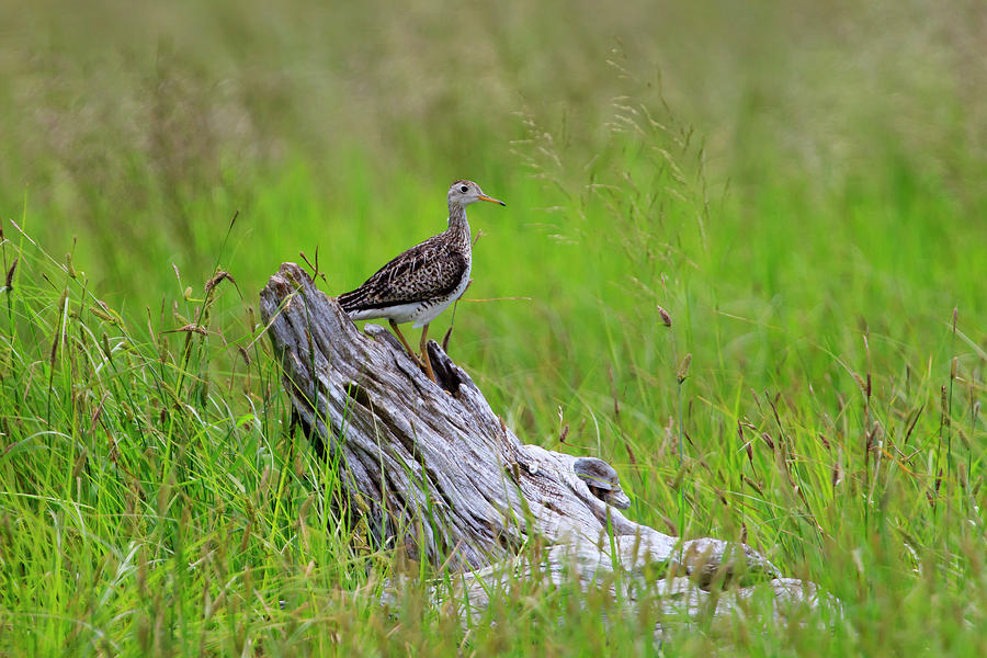 Shorebird of the Grasslands Photograph by Gary Hall