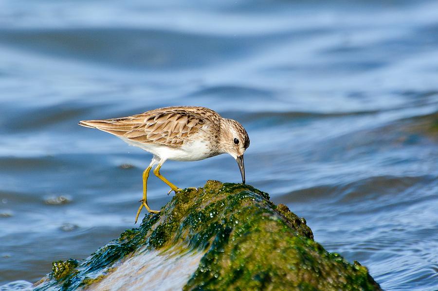 Shorebird on the rocks Photograph by Royal Tyler