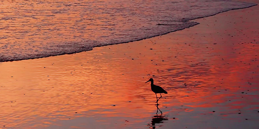 Shorebird Sunset Photograph by HH Photography of Florida