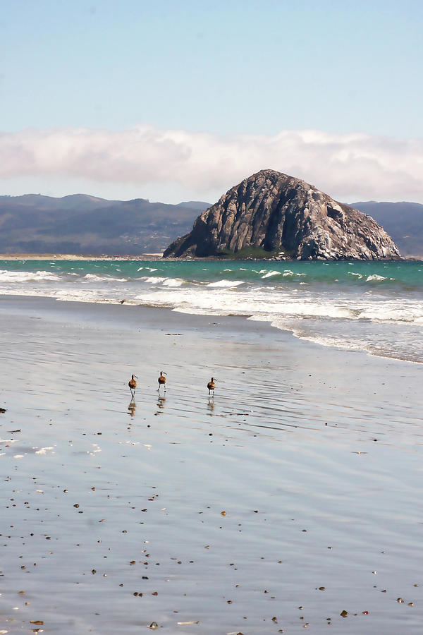 Shorebirds at Morro Rock Photograph by Art Block Collections