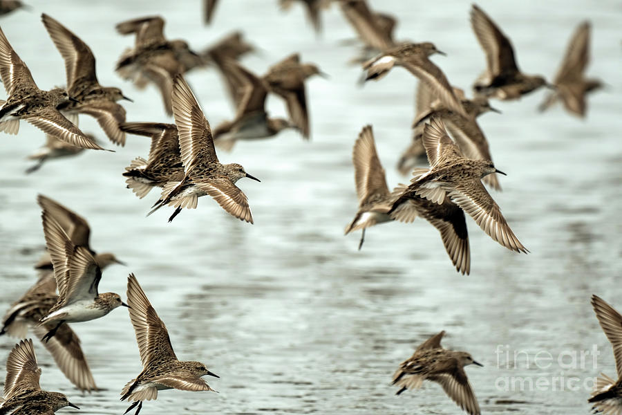 Shorebirds in flight Photograph by Sam Rino