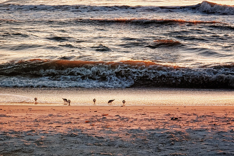 Shorebirds Photograph by Lars Lentz
