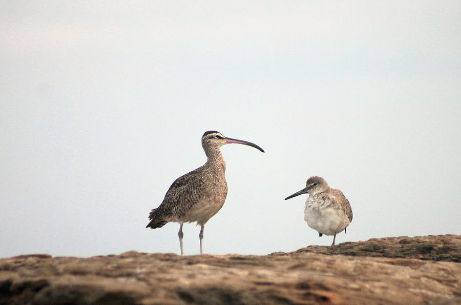 Shorebirds of Windansea Beach Photograph by Bruce Patrick Smith