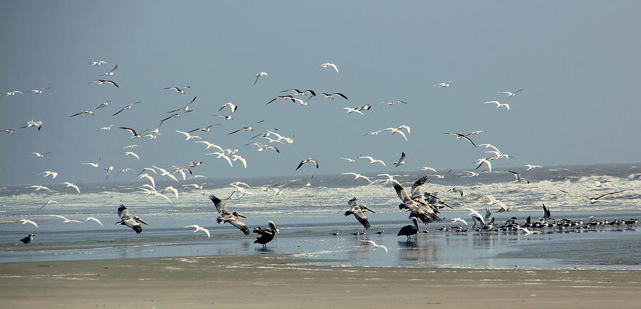 Pelican Photograph - Shorebirds on the Beach by Rosanne Jordan