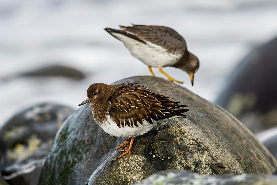 Shorebirds on the Rocks Photograph by Robert Potts