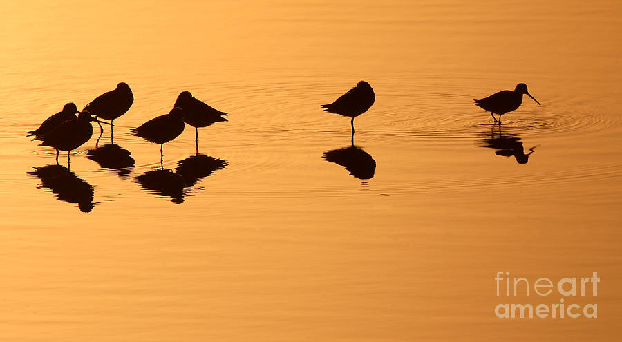 Nature Photograph - Shorebirds On The Sea At Sunrise by Max Allen
