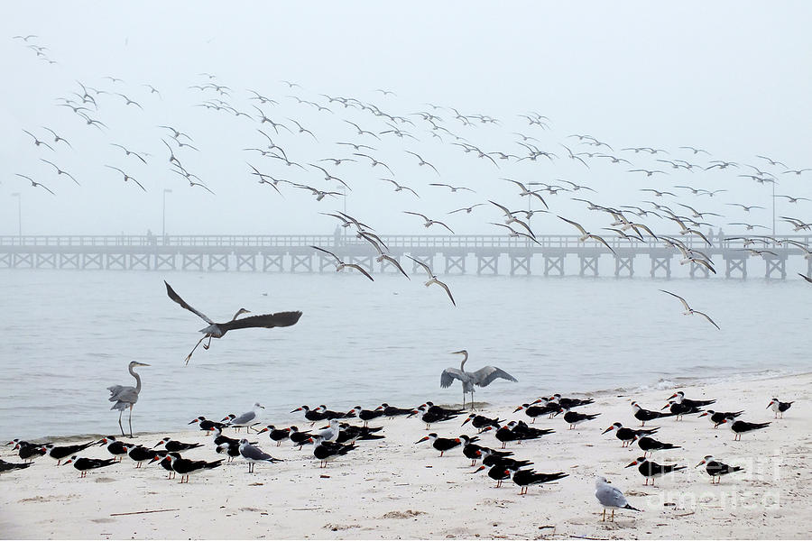 Shorebirds Photograph by Scott Cameron