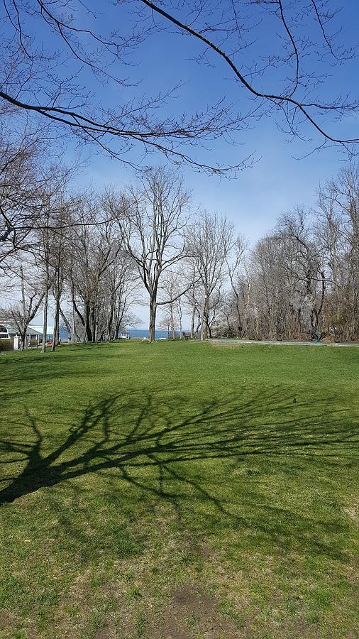 Shoreham Long Island Trees Photograph by Rob Hans Pixels