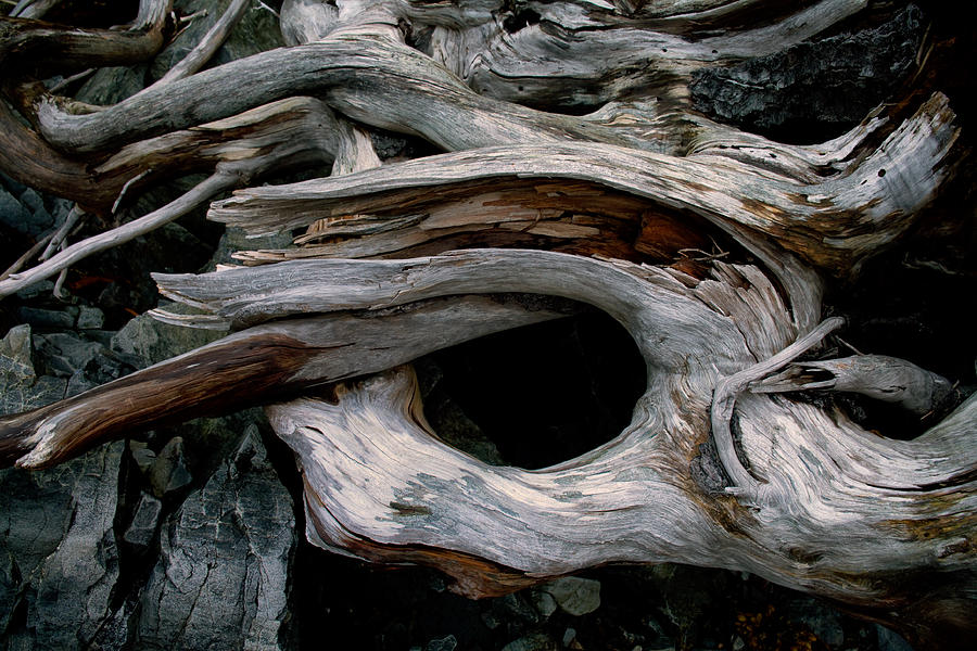 Shoreline Driftwood #2 Photograph by Irwin Barrett