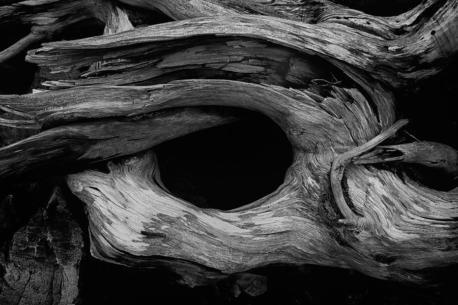 Shoreline Driftwood #3 Photograph by Irwin Barrett