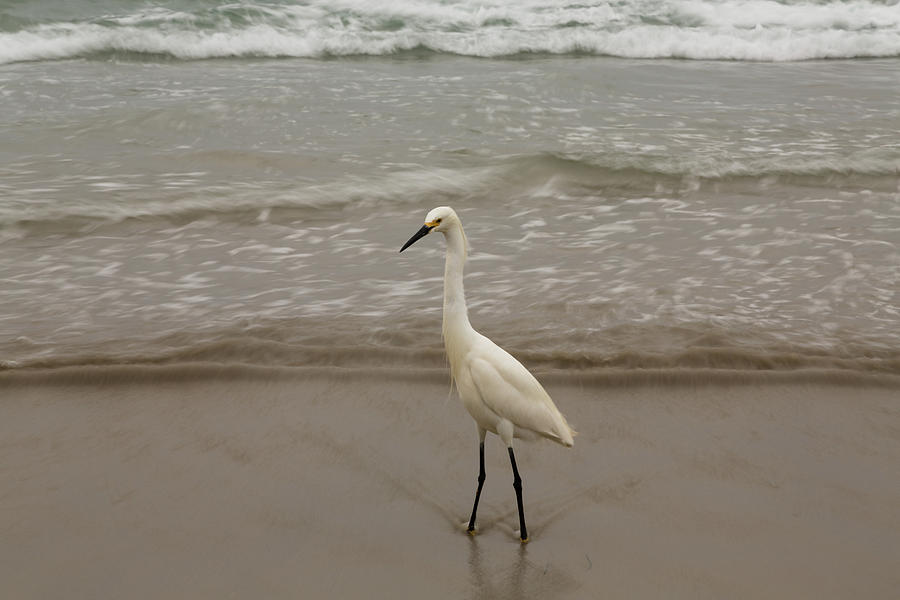 Shoreline Egret Photograph by John Daly