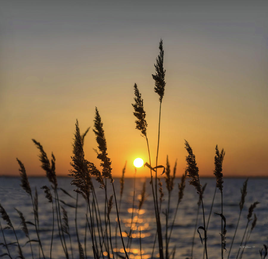 Shoreline Grass Silhouette Photograph by Brian Wallace
