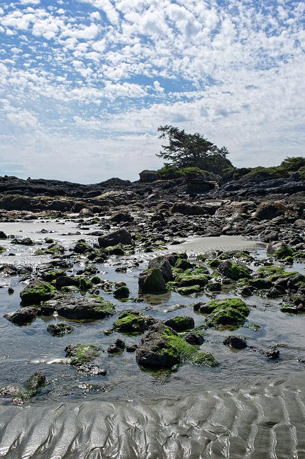Shorepine and Seagrass Stones Photograph by Allan Van Gasbeck