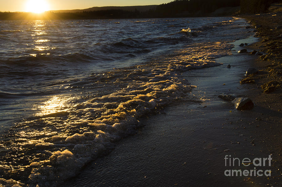 Yellowstone National Park Photograph - Shores of Yellowstone by Wildlife Fine Art