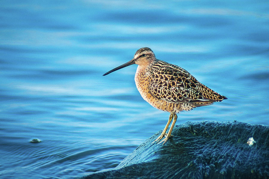 Short-billed Dowitcher Photograph by Bill Pevlor