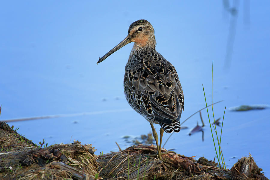 Short-billed Dowitcher Female Photograph by Gary Hall
