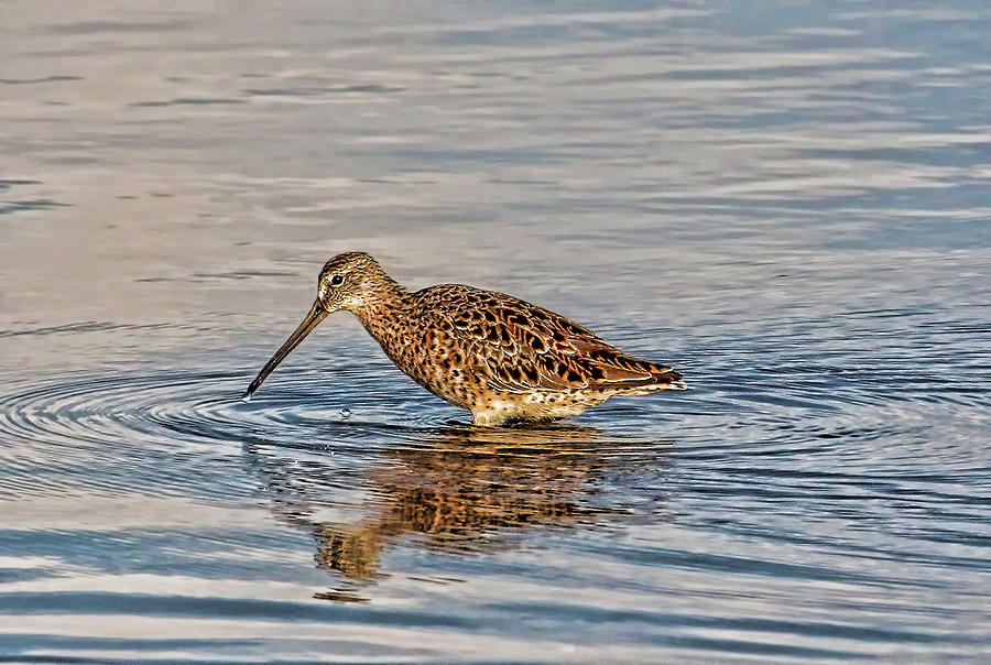 Short-billed Dowitcher Photograph by HH Photography of Florida