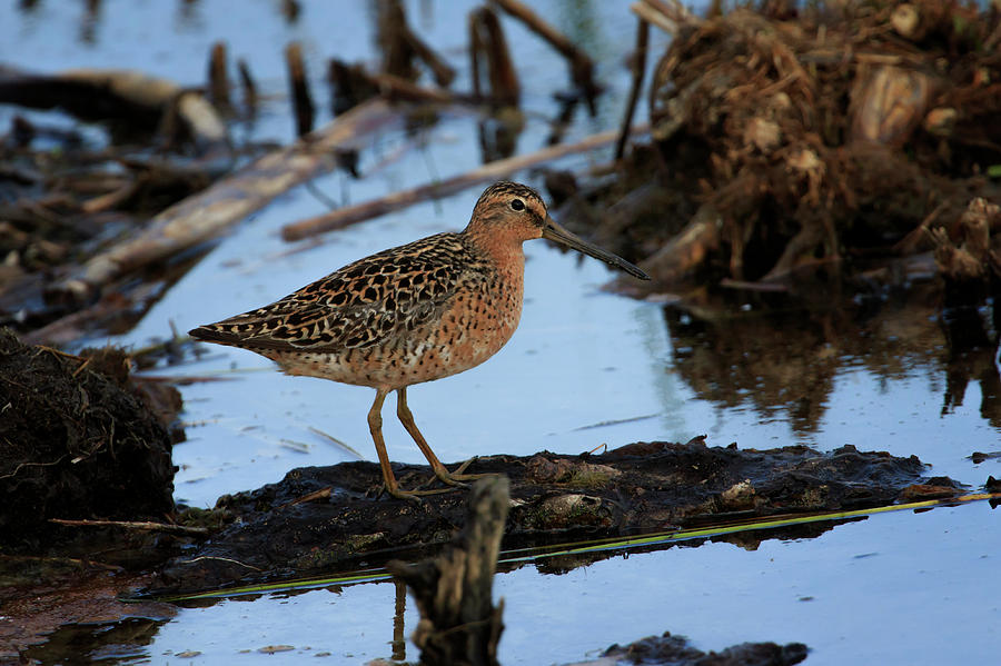 Short-billed Dowitcher Male Photograph by Gary Hall