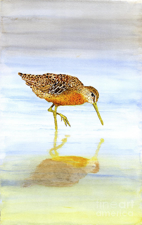 Short-Billed Dowitcher Painting by Thom Glace