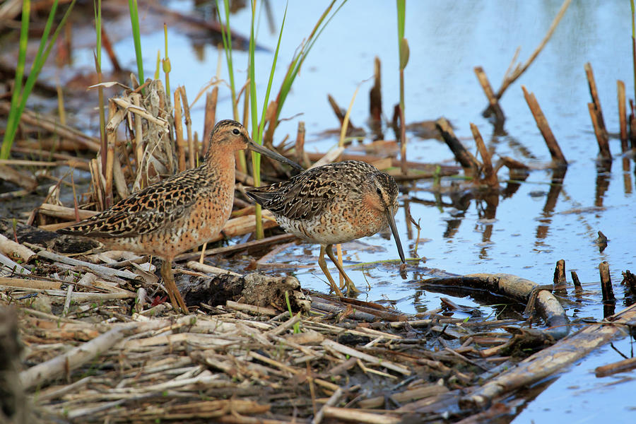 Short-billed Dowitchers Photograph by Gary Hall