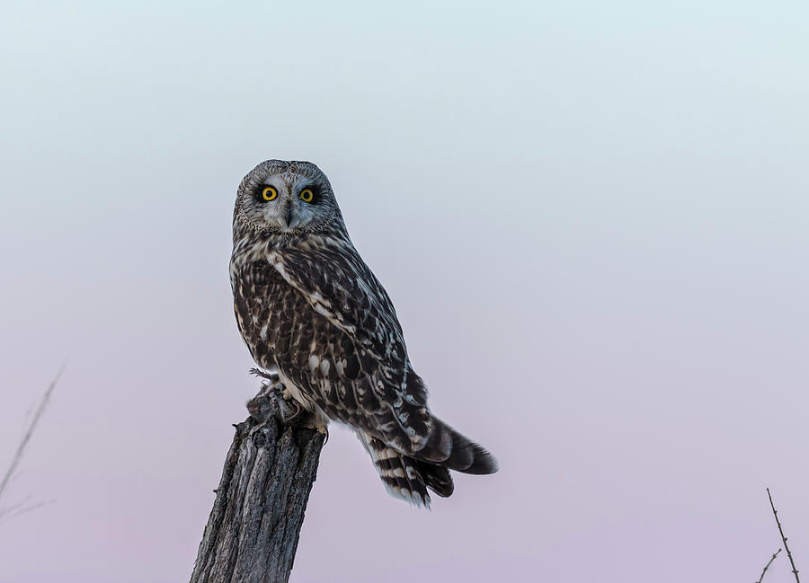Short-eared Owl 2018-1 Photograph by Thomas Young
