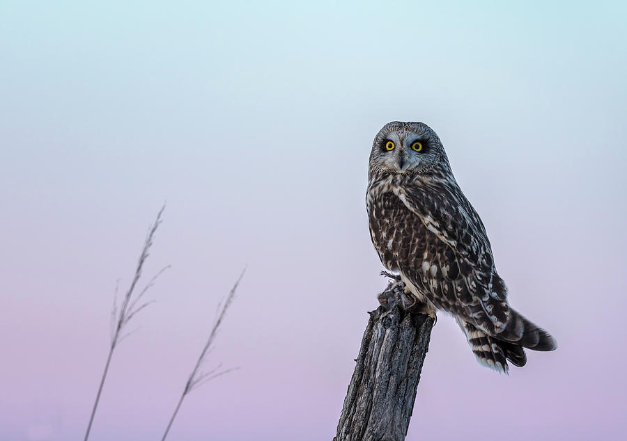 Short-eared Owl 2018-2 Photograph by Thomas Young