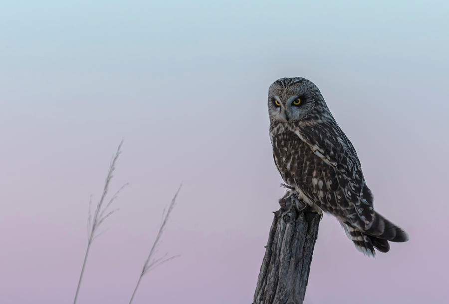 Short-eared Owl 2018-4 Photograph by Thomas Young