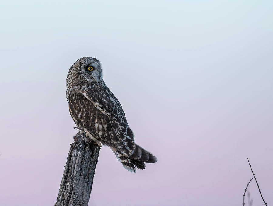 Short-eared Owl 2018-5 Photograph by Thomas Young