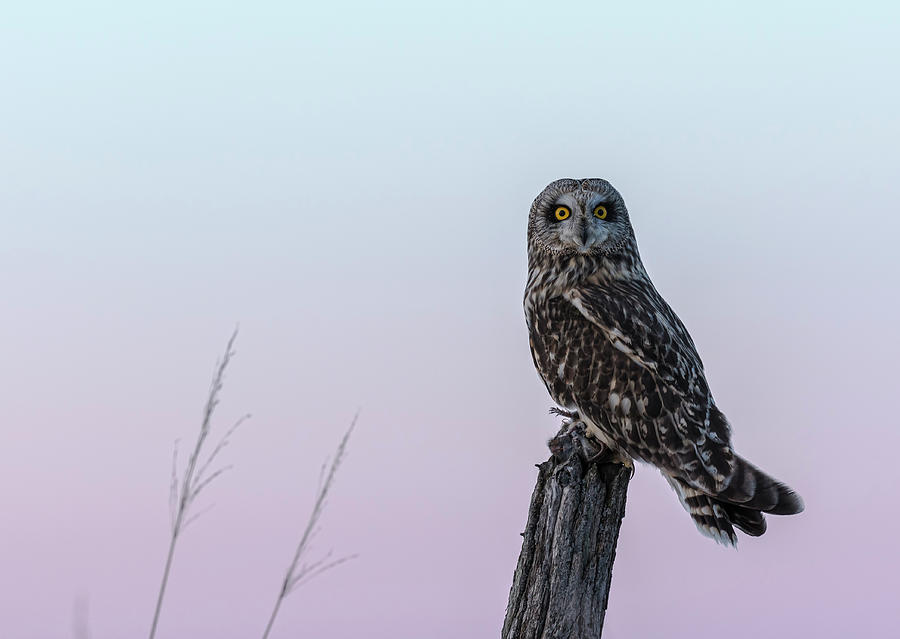 Short-eared Owl 2018-6 Photograph by Thomas Young