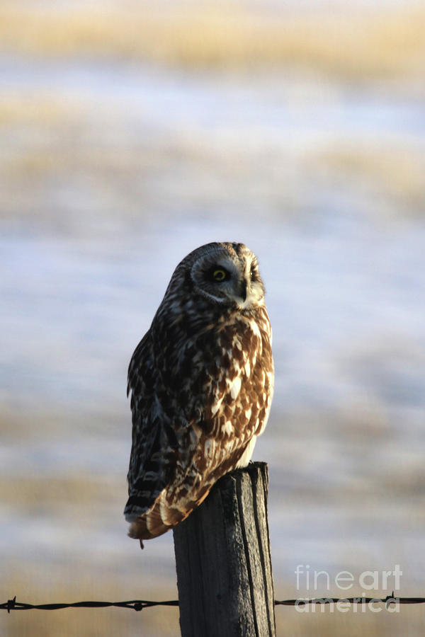 Short Eared Owl Photograph by Alyce Taylor