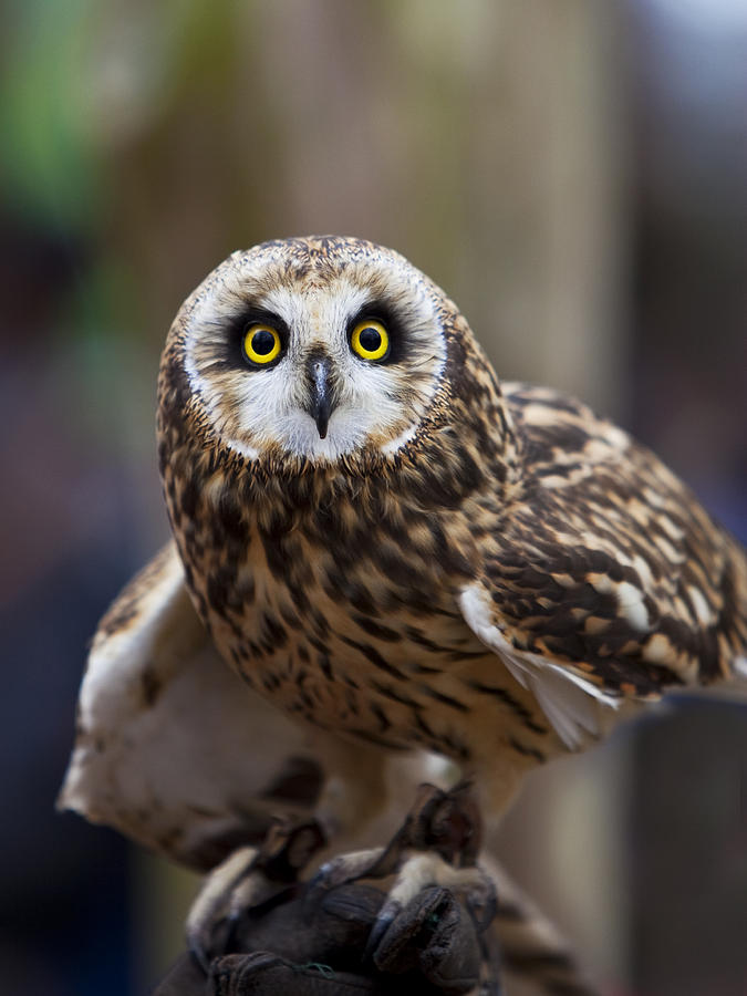 Short Eared Owl Photograph