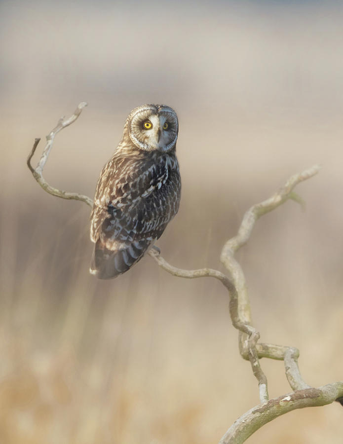 Short-eared Owl Photograph by Angie Vogel