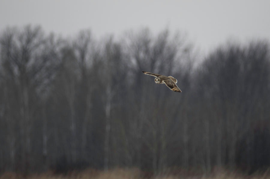 Short Eared Owl at Dusk 2 Photograph by Brook Burling