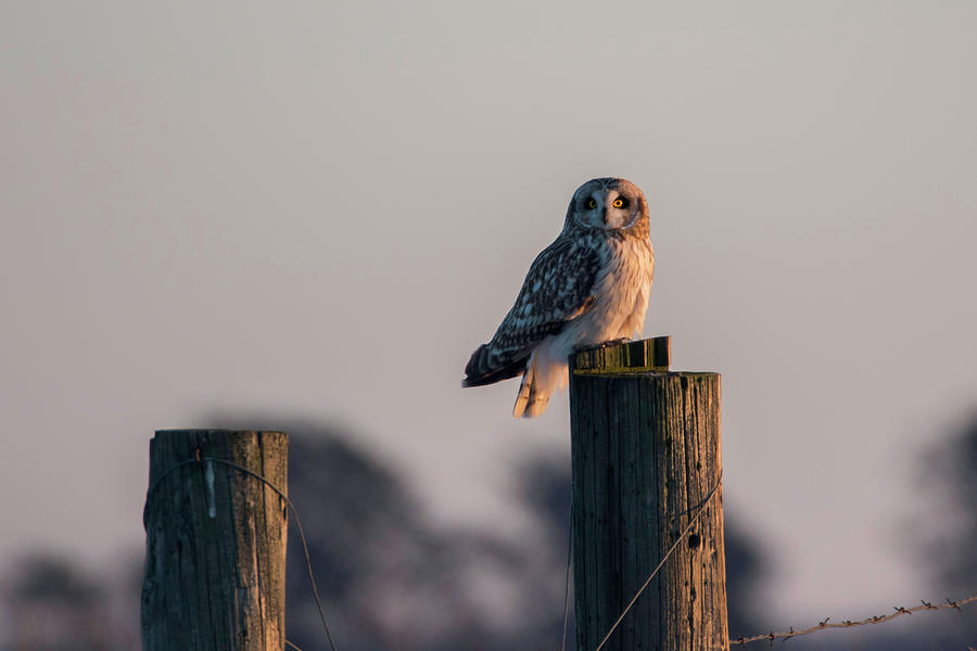 Short Eared Owl at Dusk 3 Photograph by Brook Burling