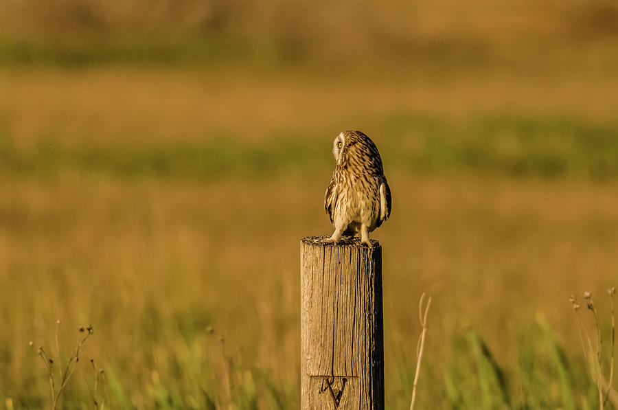 Short-Eared Owl At Golden Hour Photograph by Yeates Photography