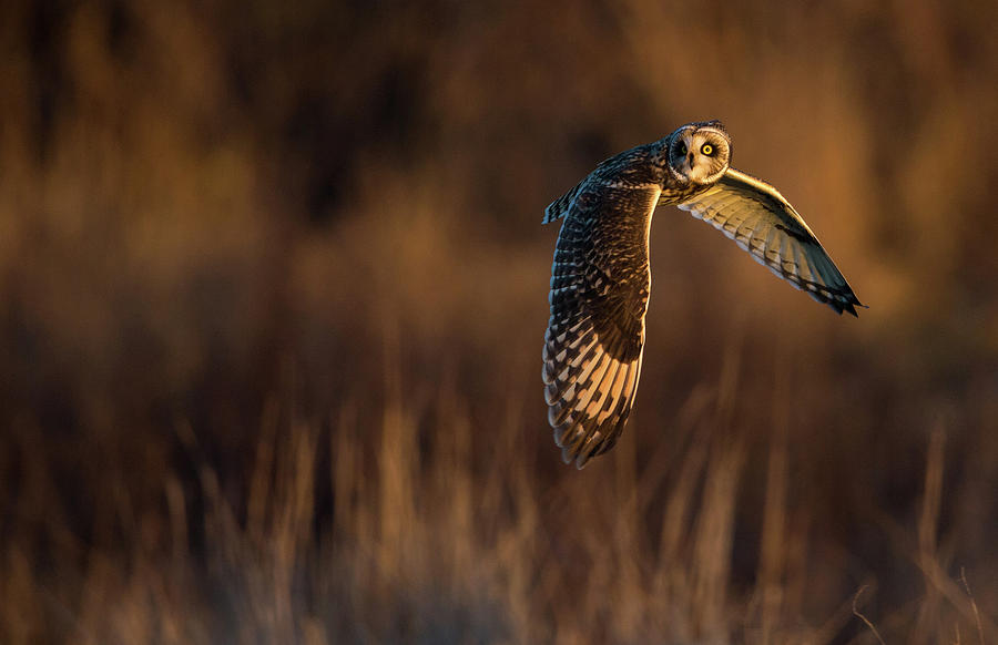 Short-Eared Owl Banking Photograph by Max Waugh