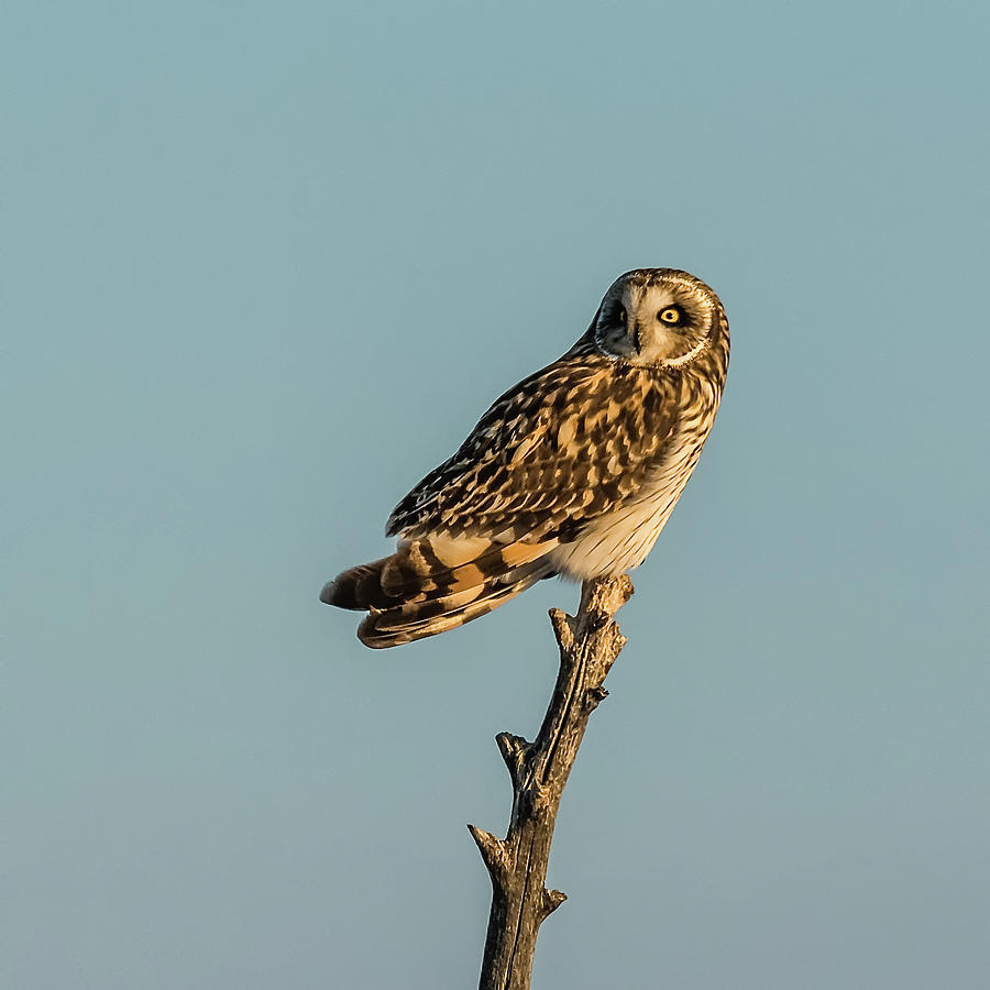 Short-Eared Owl Beauty Photograph by Yeates Photography