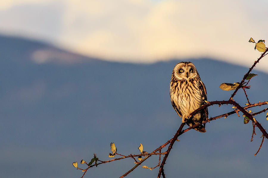 Short-eared Owl Photograph by Briand Sanderson